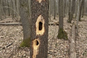 У нацпарку на Шепетівщині виявляють загадкові отвори на деревах: хто їх залишає