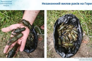 Заплатить 66 тисяч за 20 раків: на річці Горинь спіймали браконьєра