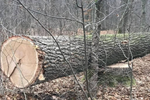 Двоє жителів Шепетівщини отримали вироки за незаконну порубку лісу