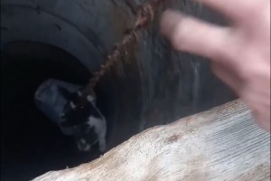 Рятувальники на Шепетівщині із колодязя рятували котика