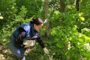 На Шепетівщині розкладають принади з вакциною: як виглядає і для чого