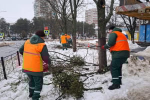 У Нетішині припарковані авто заважають комунальникам рятувати дерева від омели