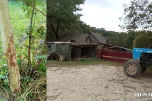 «Лікуються від туберкульозу»: на Хмельниччині родину звинувачують у вбивстві та вживанні в їжу собак