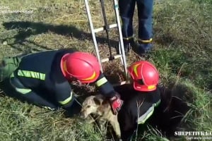 У Ізяславі рятувальники піднімали на поверхню песика (відео)