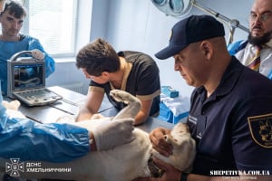 Чотирилапі рятувальники Хмельниччини пройшли плановий медогляд