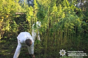Плантація на прихованій ділянці та висушені рослини на горищі: у Шепетівці вилучили понад 400 кущів конопель