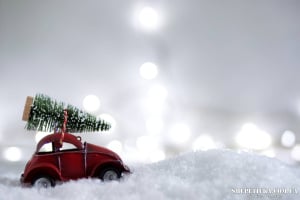 Ялинка на свята: яка відповідальність за незаконний зруб