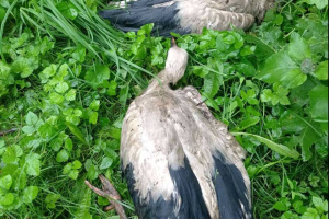 На Шепетівщині врятували двох лелеченят, яких буревій викинув із гнізда