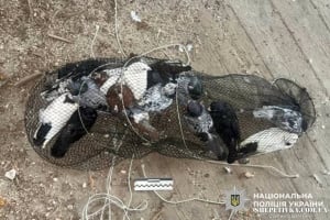 Двоє молодиків викрали 23 голуби, щоб розводити їх у власному дворі