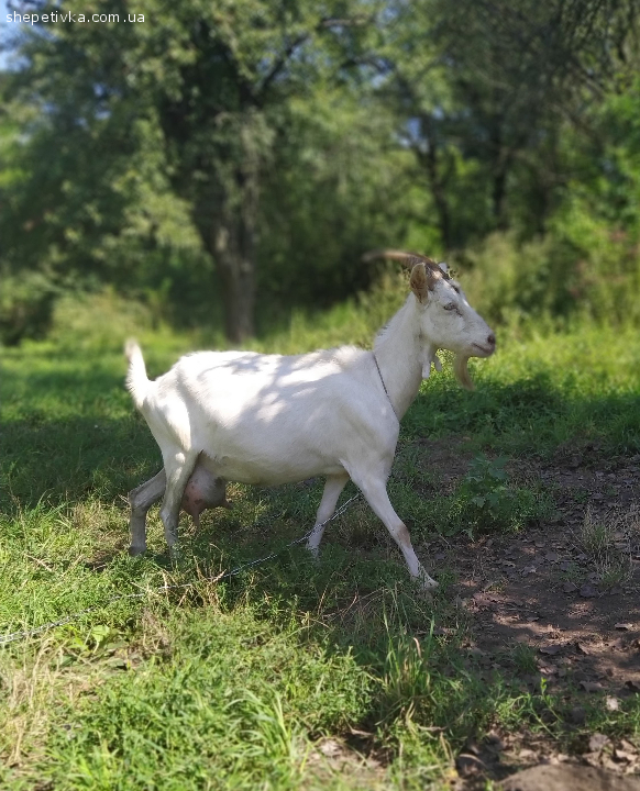 Продамо козу, самовивіз із села Сошки