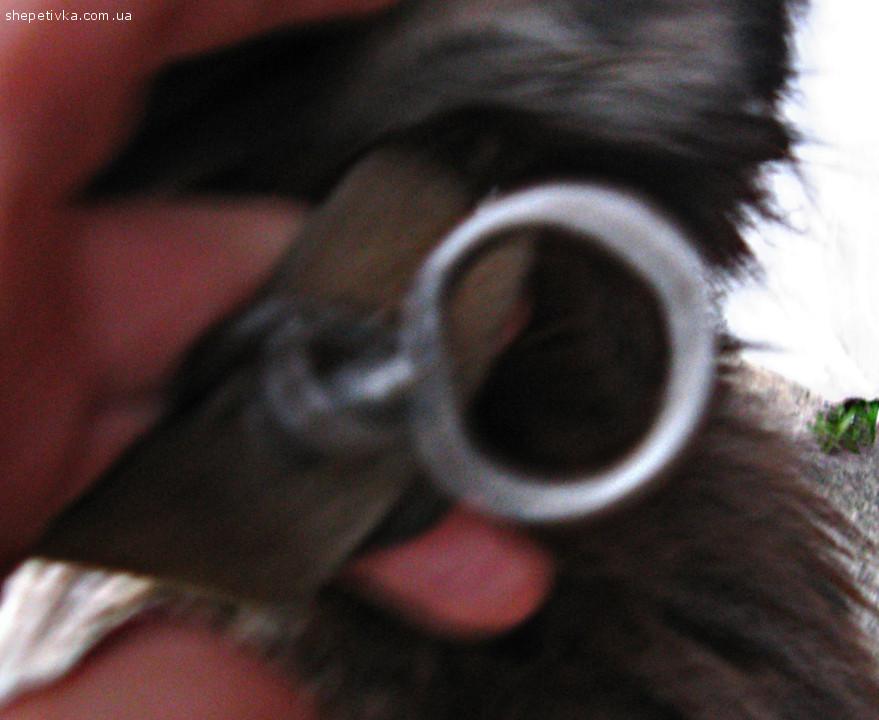 Знайдено собаку 8 місяців в ошийнику з кільцем для ланцюга