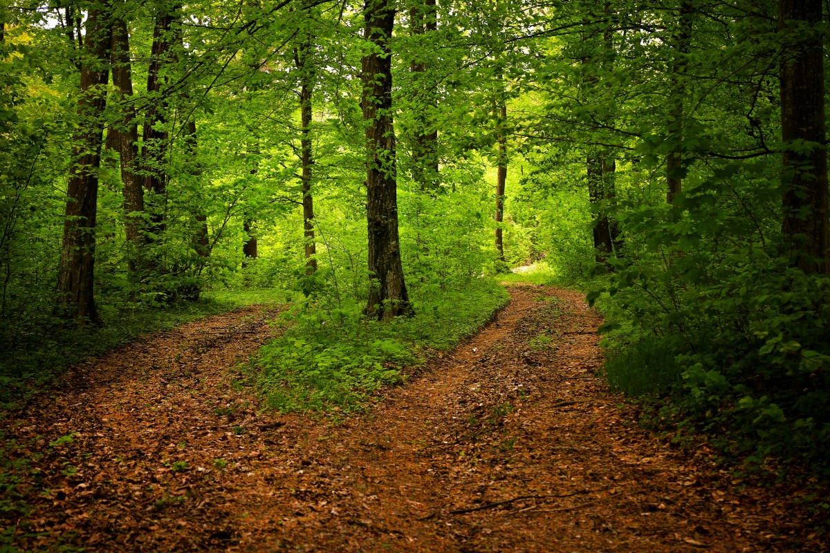 path forest nature season green woods landscape spring 1040593