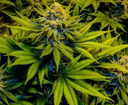 marijuana plant1