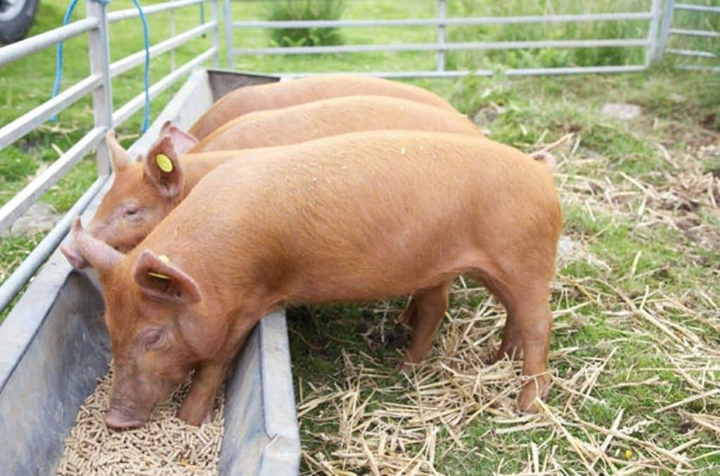 Как приготовить комбикорм для поросят и свиней в домашних условиях?