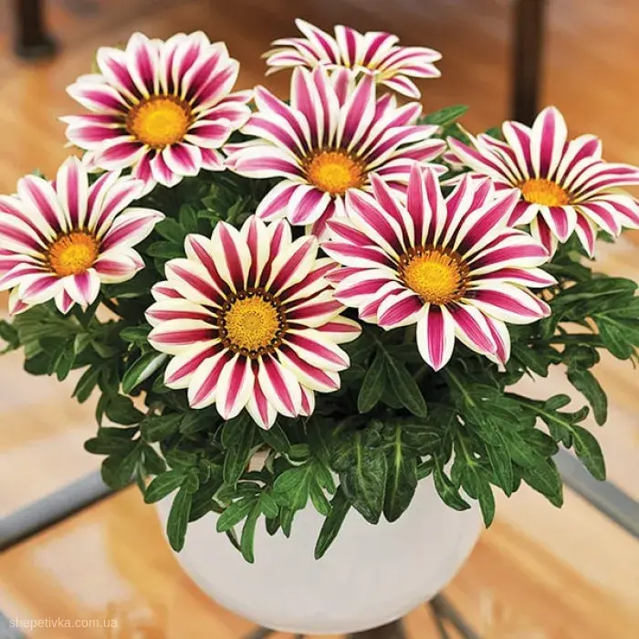 semena cvetov gazania big kiss f1 white flame imp 700x700