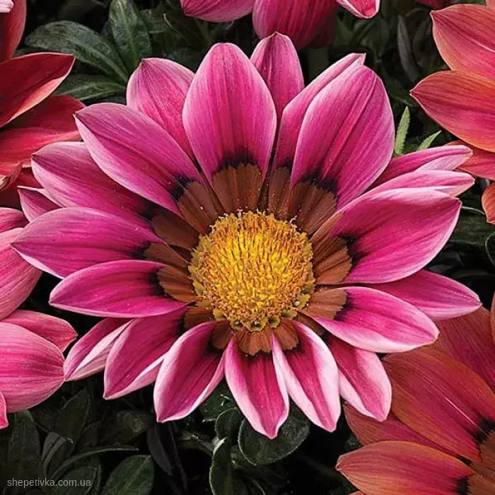 semena cvetov gazania new day f1 rose shades 700x700