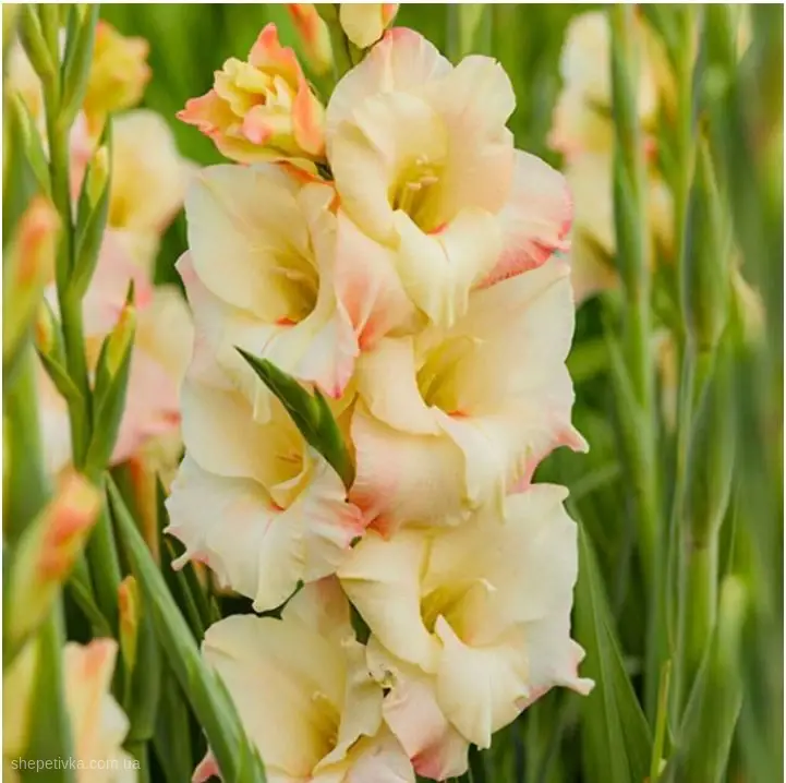 67bdd1e314990.webp