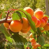 саджанці абрикос купити