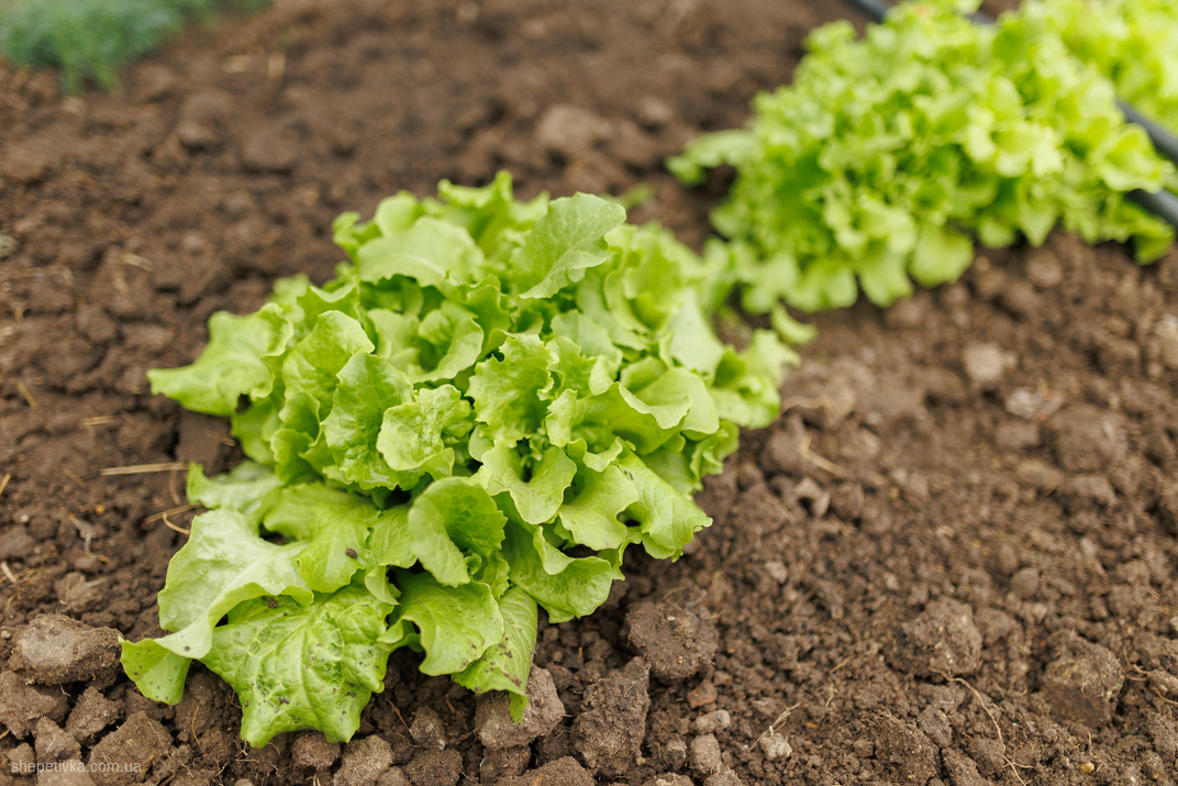 blossoming bounty seedlings vegetables flourish garden salad leaves 1