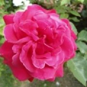 valentinalaura