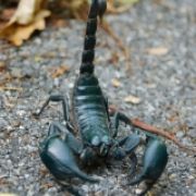 skorpion662 аватар