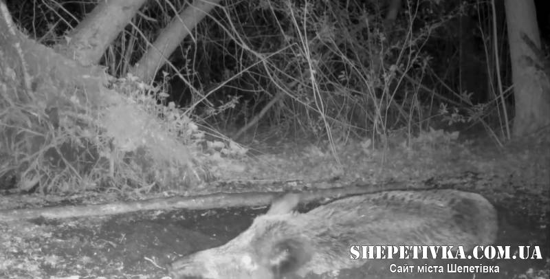 Лісовий «SPA-салон»: фотопастки зафіксували грязьові купелі диких кабанів