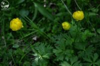 У національному природному парку на Шепетівщині виявили рідкісну рослину