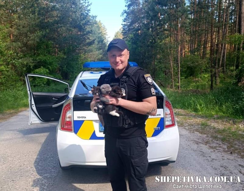 На Шепетівщині поліцейські врятували трьох кошенят з лісу