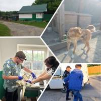 З початку року у Славутській громаді вже простерилізовано 197 тварин