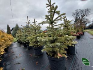 Святковий тренд: на Шепетівщині можна придбати ялинки у горщиках