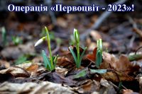 За торгівлю первоцвітами штраф може сягати 3655 грн