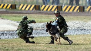 Шепетівські кінологи здобули золото