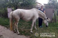 Шепетівчанин вкрав коня та встиг його продати заготівельника м'яса