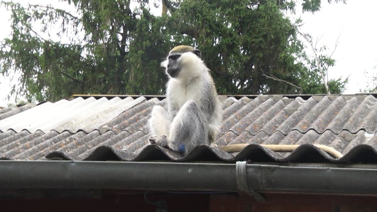 У селі на Хмельниччині 14-річну дівчину покусала мавпа