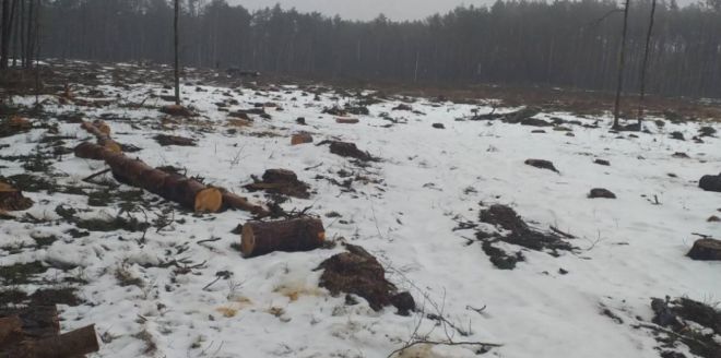 Майже 11 млн грн стягнуть за незаконну порубку лісу в «Мальованці»