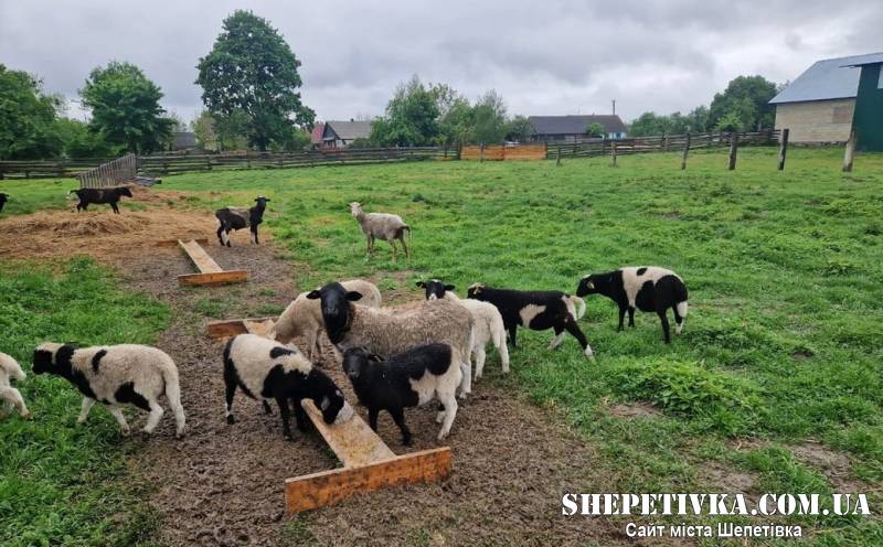 З війни — у фермерство: ветеран вирощує овець на Шепетівщині