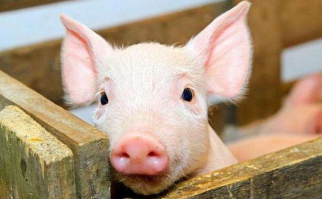 На Шепетівщині обговорювали план дій щодо недопущення африканської чуми свиней