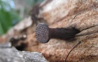 На Шепетівщині чоловік пробив щоку селянину за допомогою дошки із цвяхом