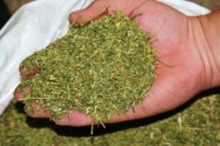 Дикоростучі коноплі знайшов неподалік власного помешкання