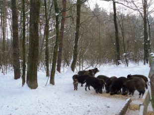 На Шепетівщині завершився мисливський сезон