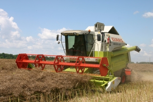 Шепетівщина зволікає зі жнивами