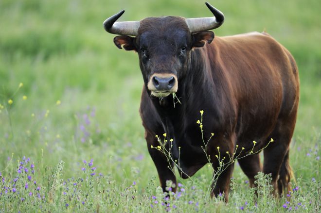 У Вербівцях в пенсіонерки викрали бика
