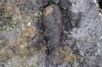 Зійшов сніг - полізли "грибочки"