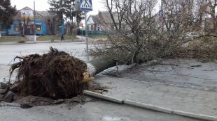 У Шепетівці сьогодні падають дерева та білборди