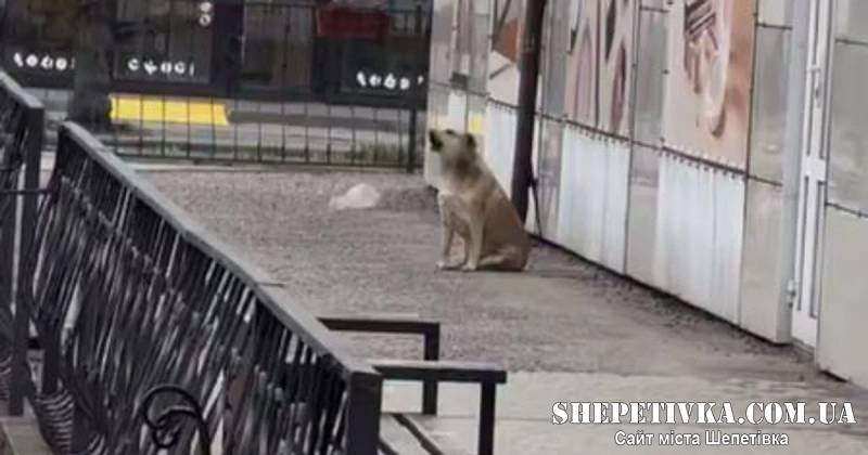 Шепетівський пес, що «підспівував» Гімну України, став знаменитим