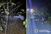 Дикий лось зненацька вискочив перед авто: водій та тварина загинули (відео)