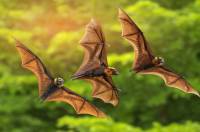 Почалась міграція кажанів: як захистити дім і не нашкодити червонокнижним тваринам