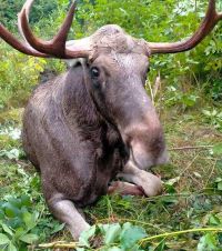 Травмованого лося не вдалось врятувати. Волонтери звинувачують чиновників