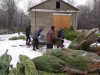 На Шепетівщині розпочато реалізацію новорічних ялинок