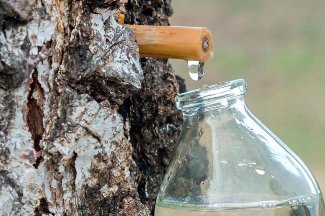 Лісівники нагадали за заборону заготівлі березового соку в лісах